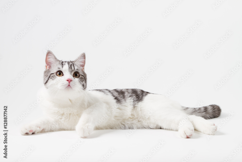 Scottish Straight cat bi-color, spotted, sitting against white background, 6 months old.