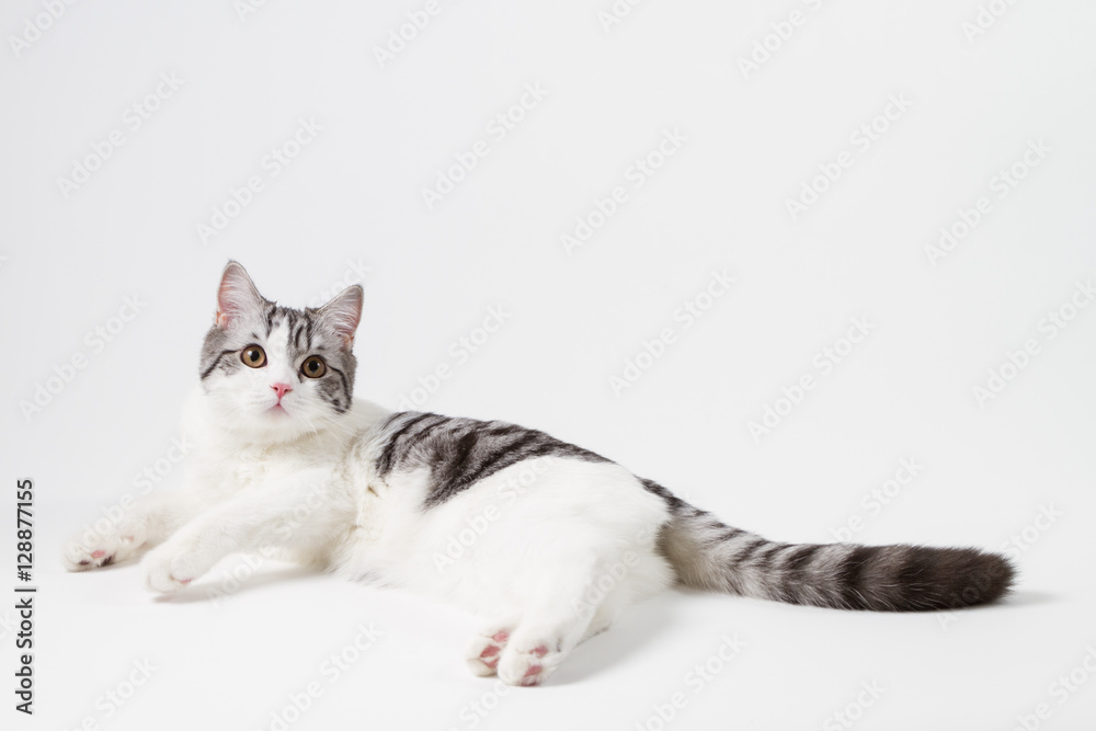 Scottish Straight cat bi-color, spotted, sitting against white background, 6 months old. Scottish Straight cat bi-color, spotted, sitting against white background, 6 months old.