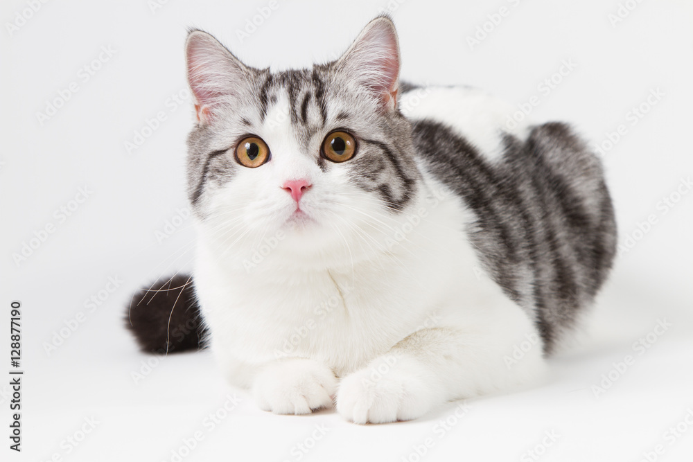 Scottish Straight cat bi-color, spotted, sitting against white background, 6 months old.