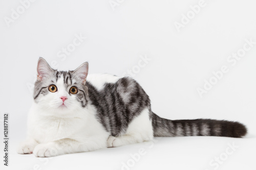 Scottish Straight cat bi-color, spotted, sitting against white background, 6 months old.