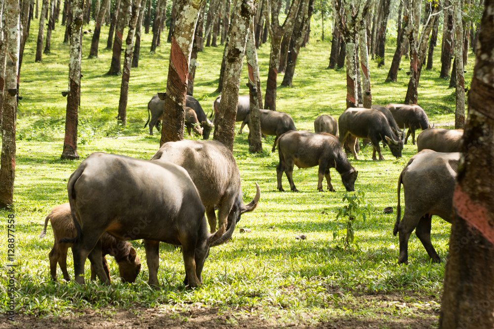 Buffalo in rubber plantation,rubber plantation lifes, Rubber plantation Background, Rubber trees in Thailand.(green background), Buffalo crowd