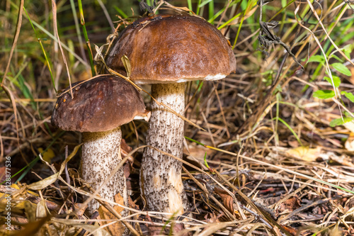 Mushrooms in the grass. Boletus. Leccinum.