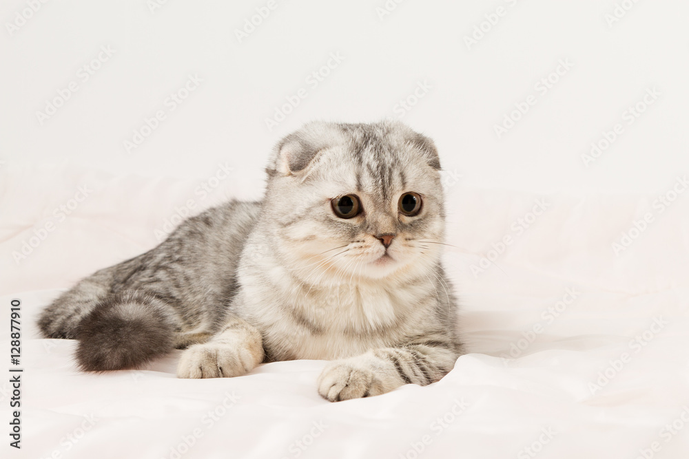 Portrait of scottish fold cat lying on a bed.