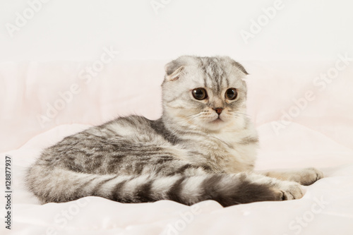 Portrait of scottish fold cat lying on a bed. photo