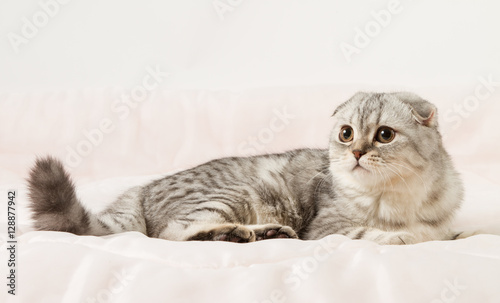 Portrait of scottish fold cat lying on a bed.