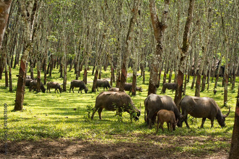 Buffalo in rubber plantation,rubber plantation lifes, Rubber plantation Background, Rubber trees in Thailand.(green background), Buffalo crowd Buffalo in rubber plantation,rubber plantation lifes, Rubber plantation Background, Rubber trees in Thailand.(green background), Buffalo crowd