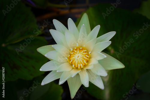 White lotus.