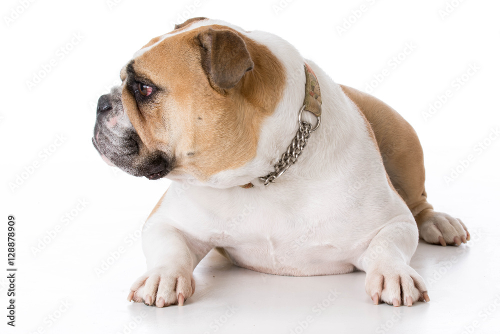 bulldog wearing collar