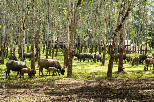 Buffalo in rubber plantation rubber plantation lifes  Rubber plantation Background  Rubber trees in Thailand. green background   Buffalo crowd