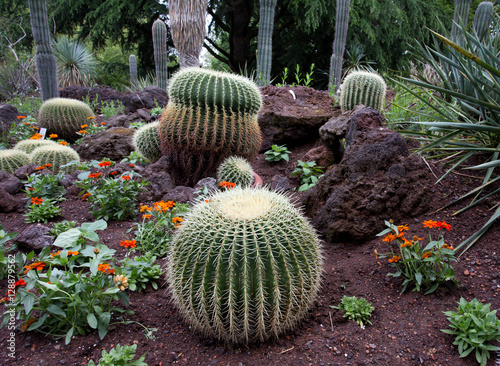 Botanical garden with cactus photo