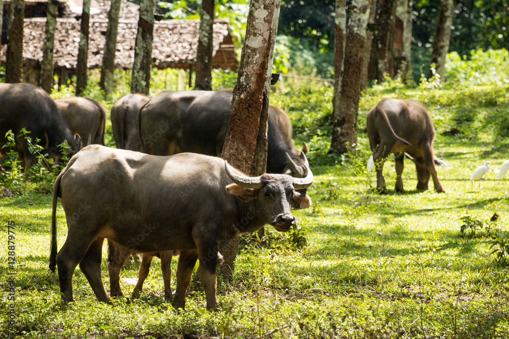 Buffalo in rubber plantation,rubber plantation lifes, Rubber plantation Background, Rubber trees in Thailand.(green background), Buffalo crowd Buffalo in rubber plantation,rubber plantation lifes, Rubber plantation Background, Rubber trees in Thailand.(green background), Buffalo crowd