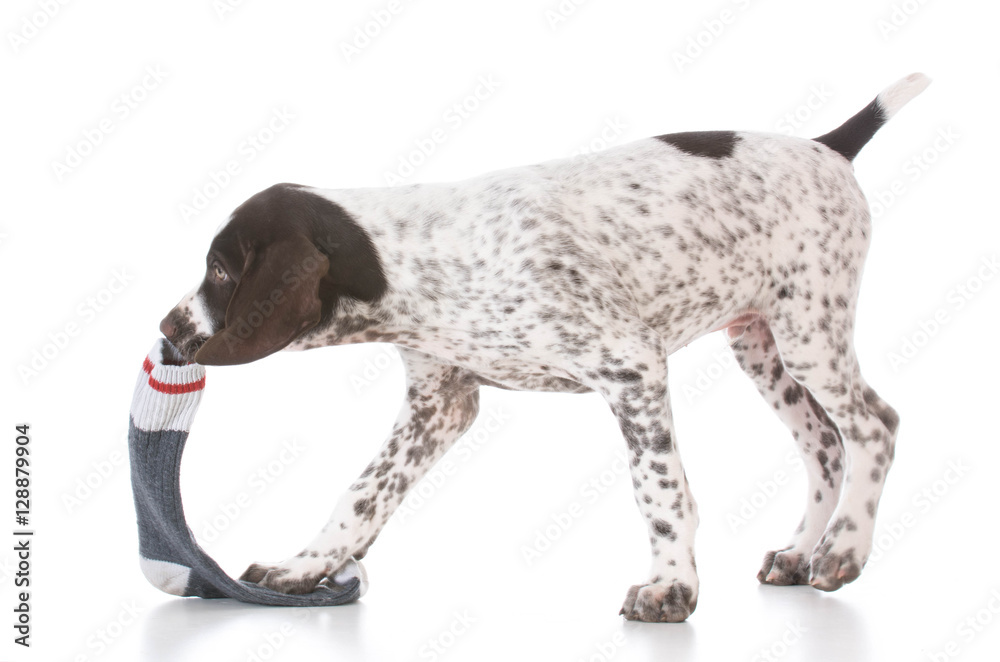 puppy chewing on socks