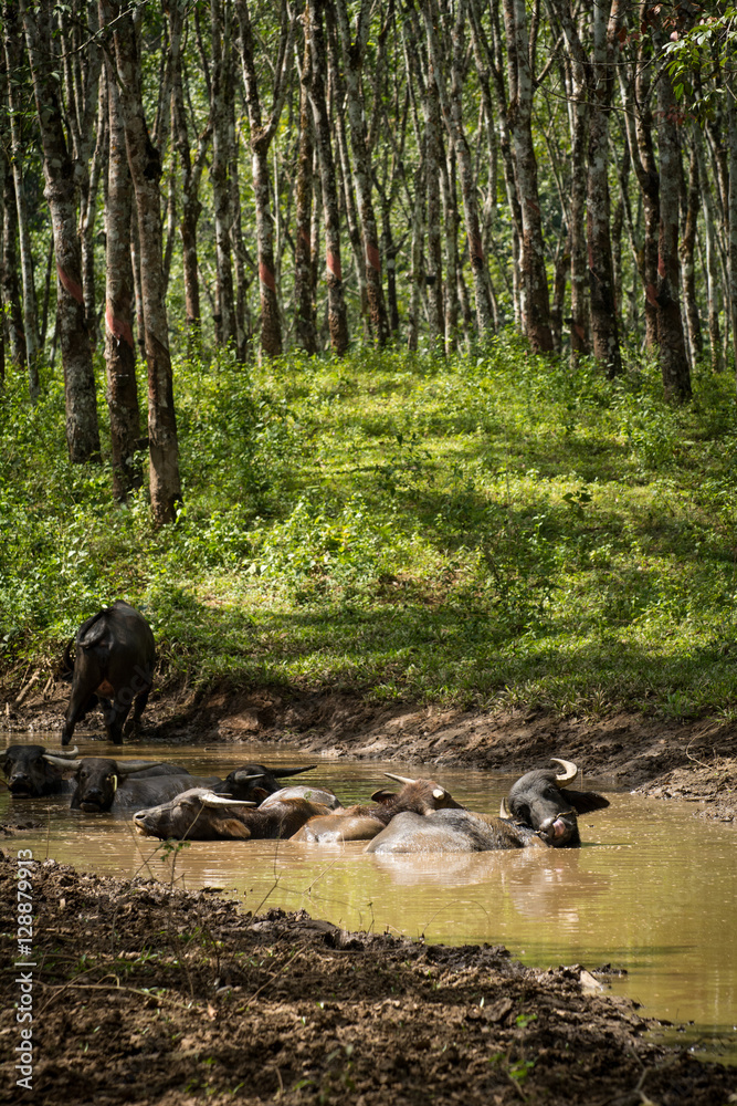 Buffalo In Rubber Plantation Rubber Plantation Lifes Rubber Plantation