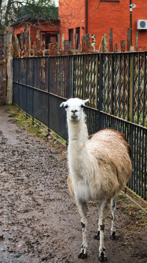 Obraz premium Lama
