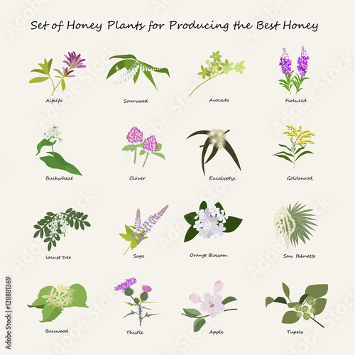 Honey planty set for produsing the best honey. Flowers eps10 vector illustration.