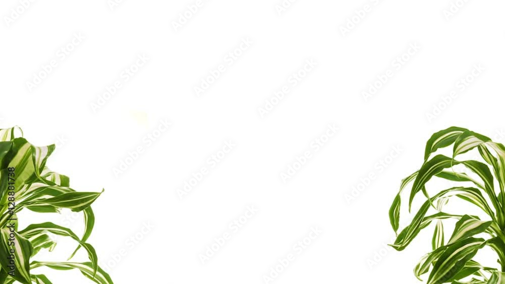 Two rotating plants with copy space between them. Isolated on white. Two rotating plants with copy space between them. Isolated on white.