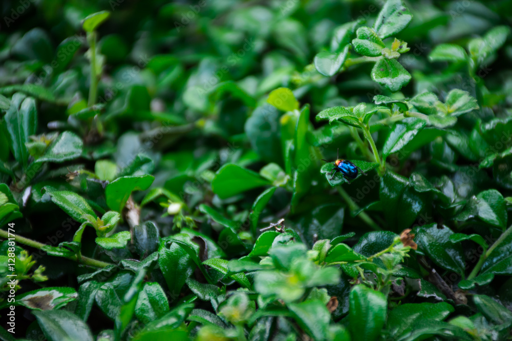 Blue Bug Blue Bug