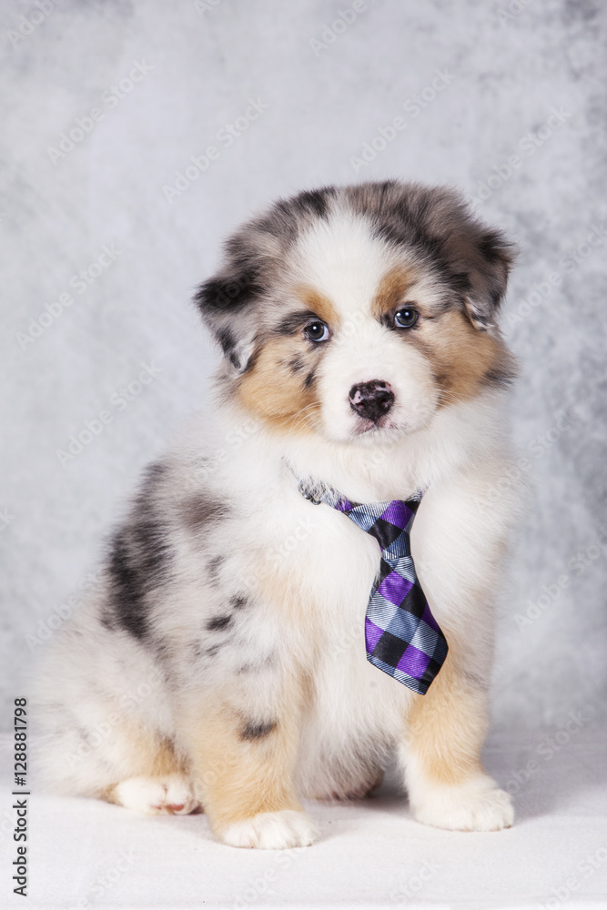 Cachorro de Pastor Australiano con corbata