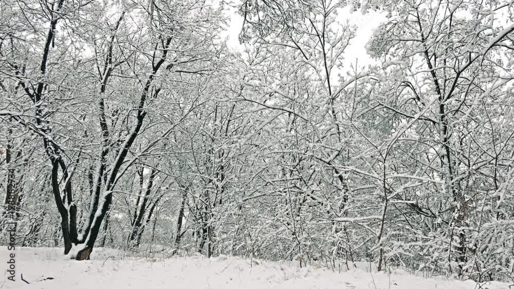 Forest with trees with blanket of bright snow Forest with trees with blanket of bright snow