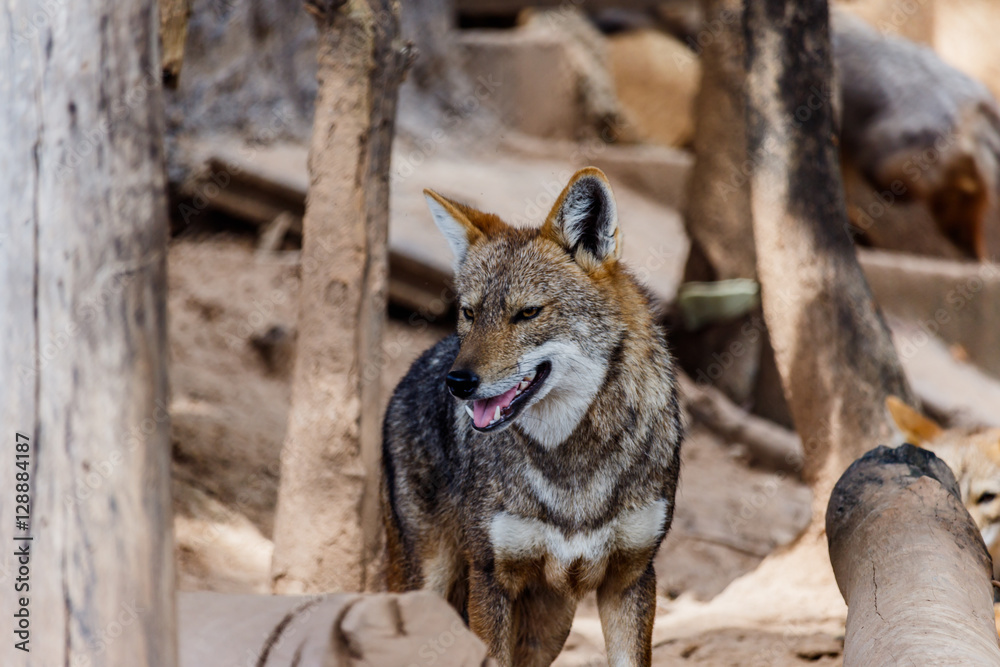 Fototapeta premium Golden Jackal in wildlife