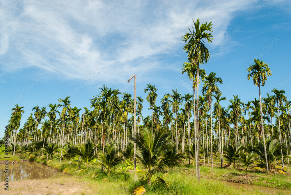 Betel palm farm