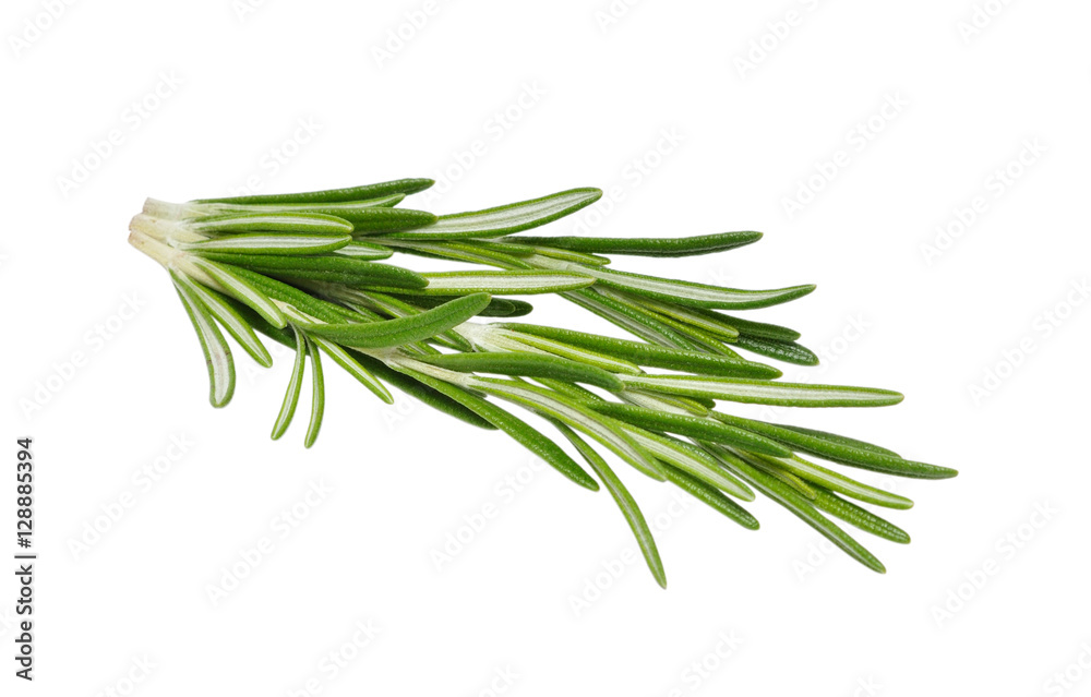 Rosemary isolated on white background Rosemary isolated on white background