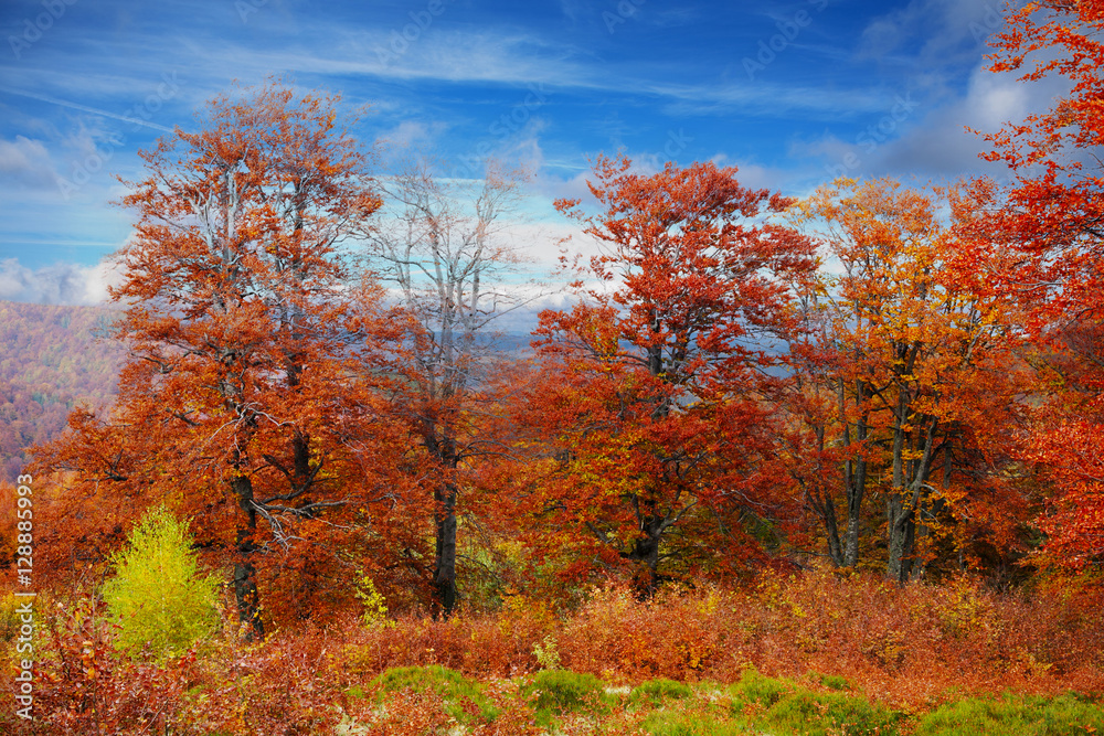 Yellow and red beech forests on the slopes of the Carpathians in the golden autumn season. Yellow and red beech forests on the slopes of the Carpathians in the golden autumn season.