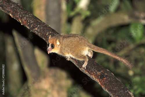 The brown mouse lemur (Microcebus rufus) at night in Ranomafana national park, Madagascar 