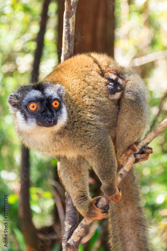 The red-fronted lemur (Eulemur rufifrons, also known as the red-fronted brown lemur or southern red-fronted brown lemur) in Andasibe national park, Madagascar © dennisvdwater