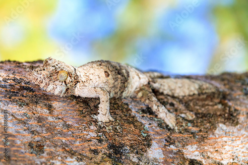 Mossy leaf-tailed gecko (Uroplatus sikorae) camouflaged on a tree in Madagascar