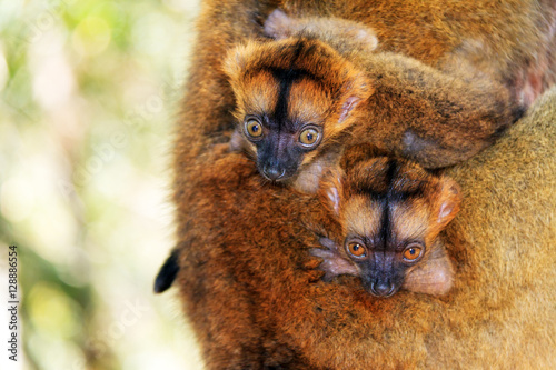 Very cute red-fronted lemur (Eulemur rufifrons, also known as the red-fronted brown lemur or southern red-fronted brown lemur) babies, in Andasibe national park, Madagascar