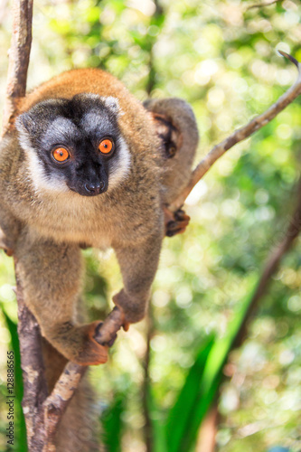 The red-fronted lemur (Eulemur rufifrons, also known as the red-fronted brown lemur or southern red-fronted brown lemur) in Andasibe national park, Madagascar