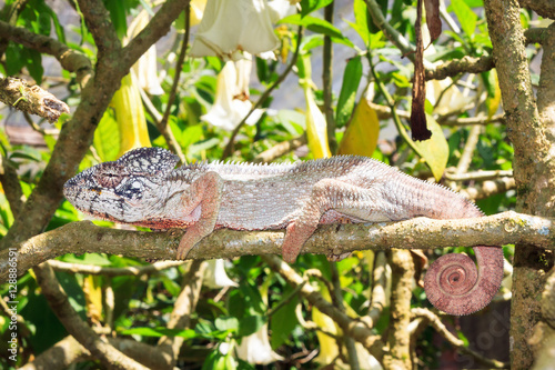 Beautiful camouflaged chameleon in Madagascar  presumably the Oustalets or Malagasy giant chameleon  Furcifer oustaleti 