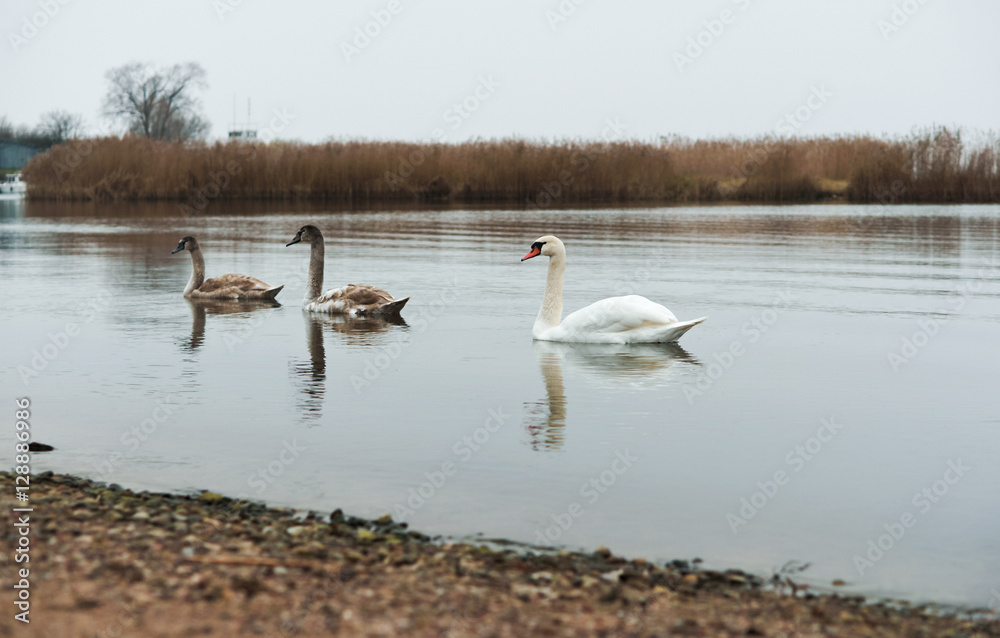 Three swans on the water.