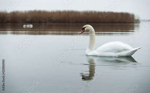 A lone swan on the water.