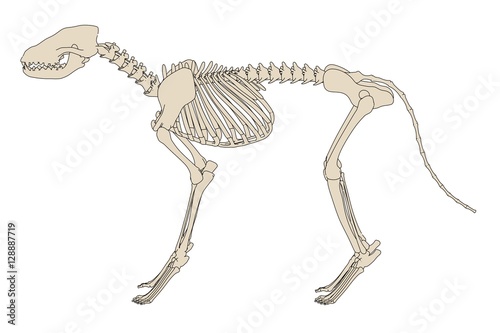Φωτογραφία 2d cartoon illustration of canine skeleton