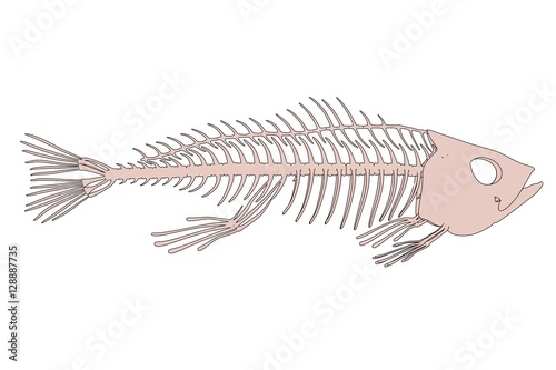 Photography 2d cartoon illustration of fish skeleton