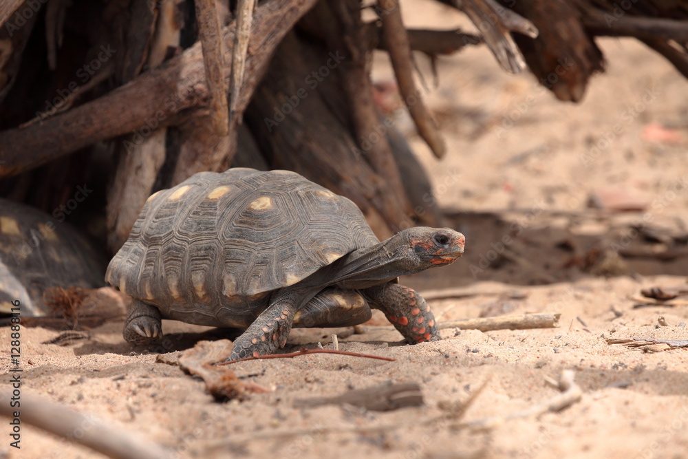 Fototapeta premium Schildkröten in der Caatinga von Brasilien