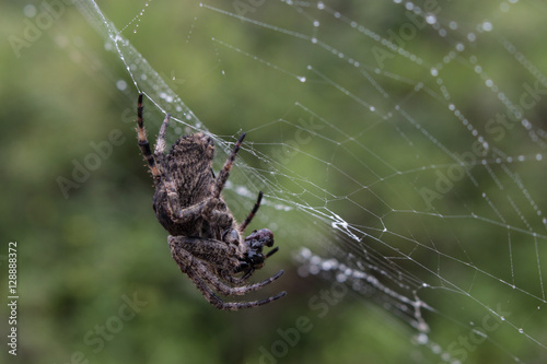 Close-up photography of eating spider on the web