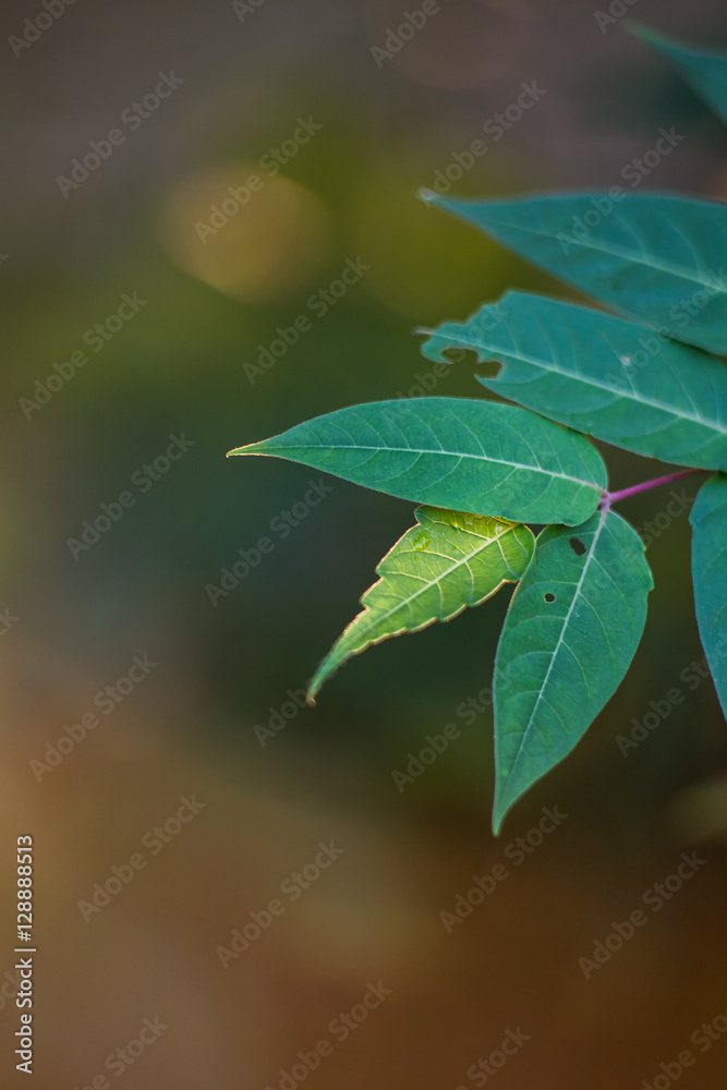 Compound Leaves #4 Compound Leaves #4