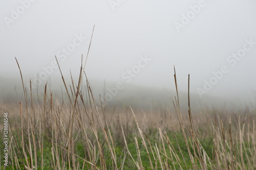 Foggy day and view of dry grass in the mist