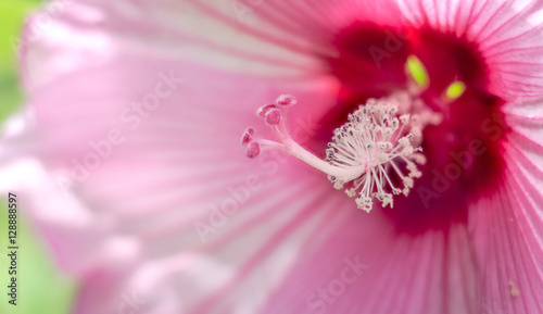 Hibiscus #3