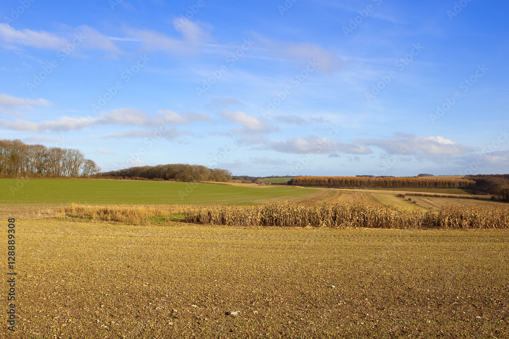 dry maize pheasant cover