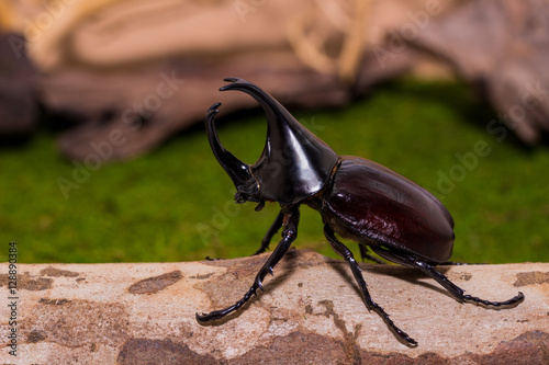 Male Rhinoceros beetle © suwatsir