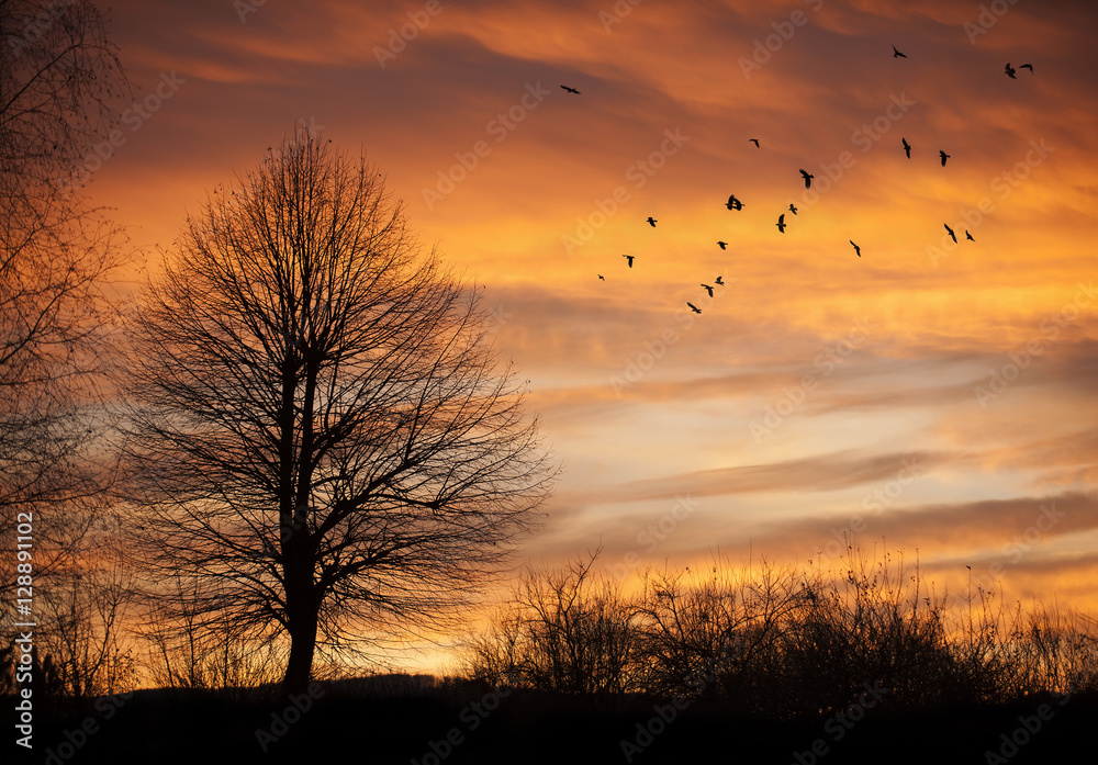 Tree in sunset time with birds