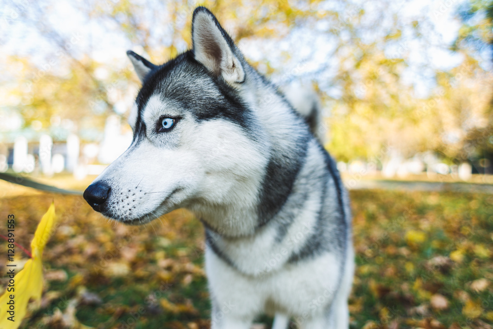  Husky Dog playing in the street.