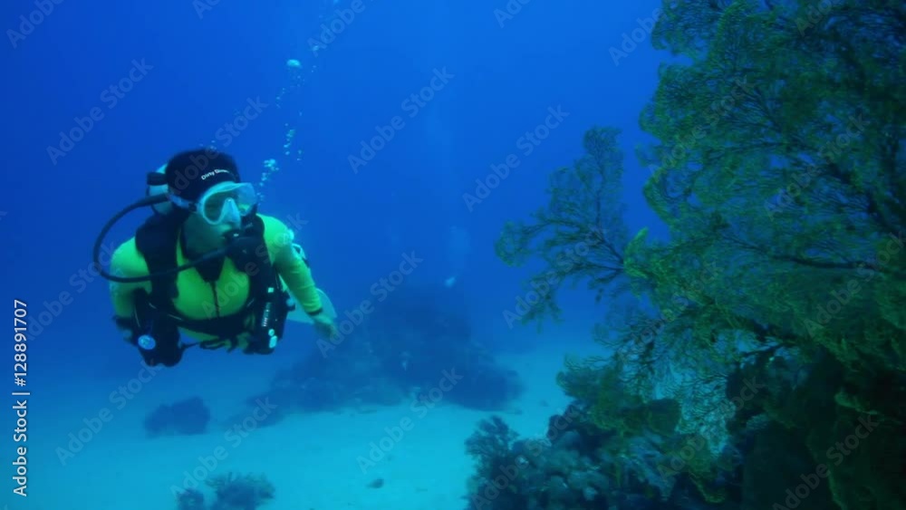 Diver with a yellow wetsuit is swimming around a Gorgonia, Philippines, Asia, Oct 2016 Diver with a yellow wetsuit is swimming around a Gorgonia, Philippines, Asia, Oct 2016