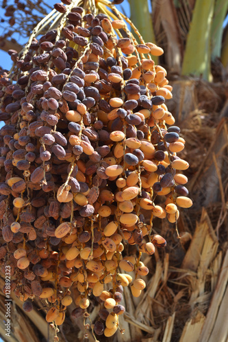 Closeup of colorful dates bunch in Egypt.