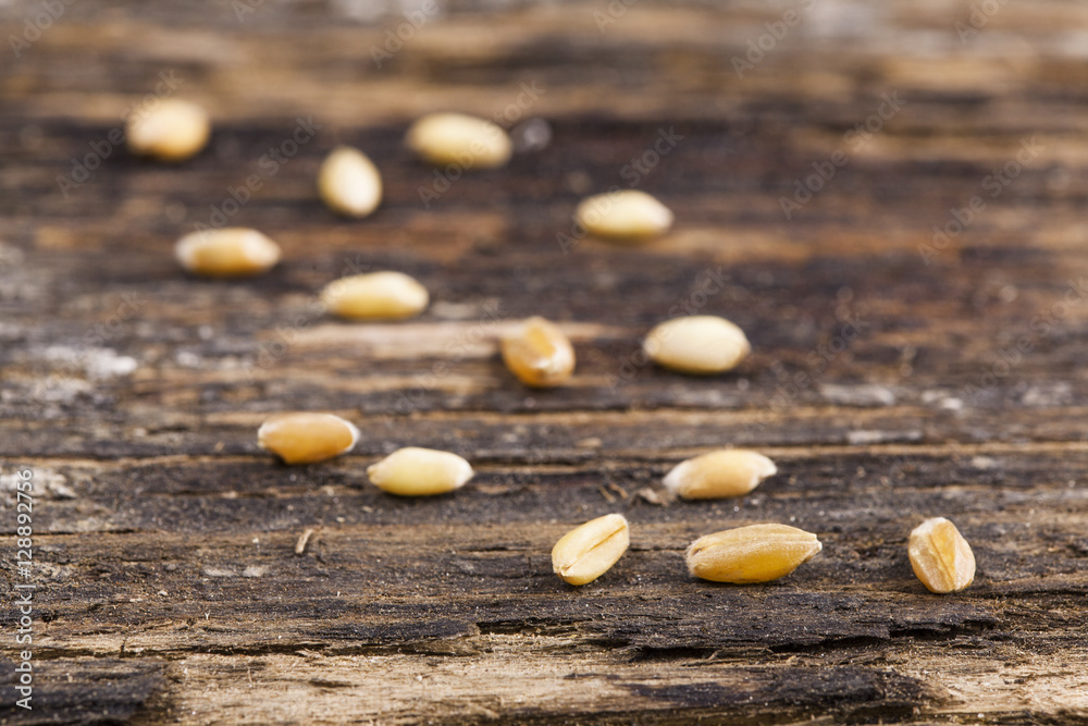 Wheat grain on wooden background