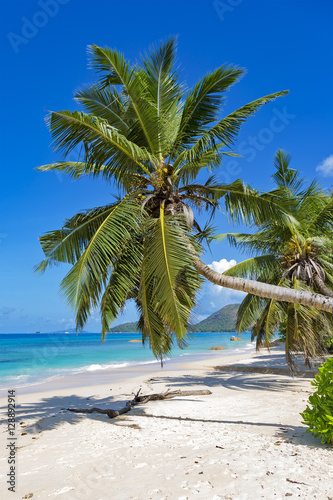 Coconut palm tree over blue ocean beach